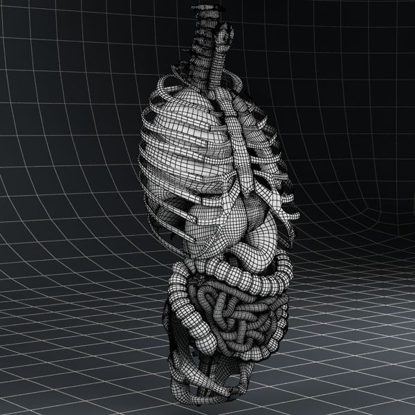 Anatomy Internal Organs 3D Model – Realistic Character Asset, FBX - View 20