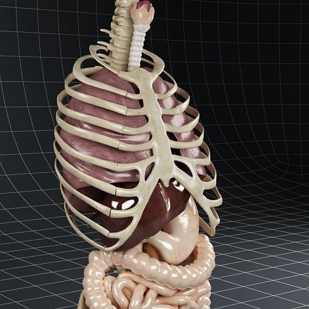 Anatomy Internal Organs 3D Model – Realistic Character Asset, FBX - View 3