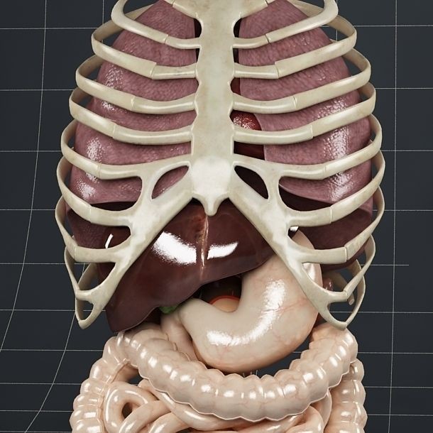 Anatomy Internal Organs 3D Model – Realistic Character Asset, FBX - View 4