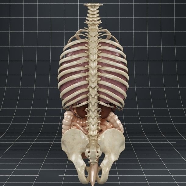 Anatomy Internal Organs 3D Model – Realistic Character Asset, FBX - View 5