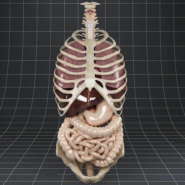Anatomy Internal Organs 3D Model – Realistic Character Asset, FBX - View 6