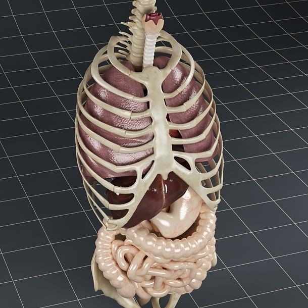 Anatomy Internal Organs 3D Model – Realistic Character Asset, FBX - View 7
