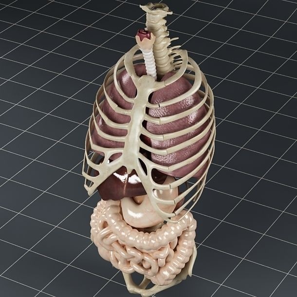 Anatomy Internal Organs 3D Model – Realistic Character Asset, FBX - View 8