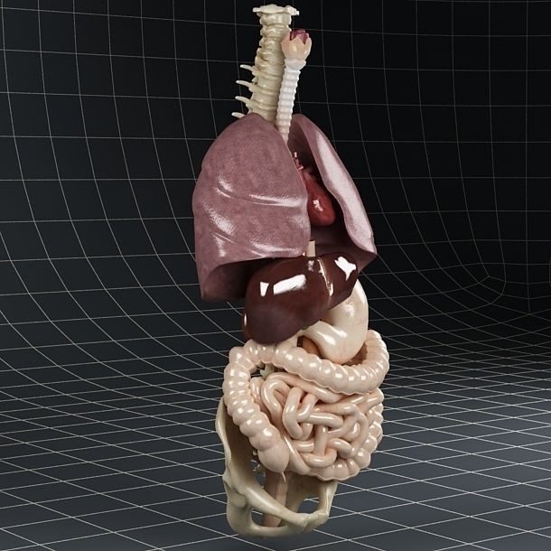 Anatomy Internal Organs 3D Model – Realistic Character Asset, FBX - View 9