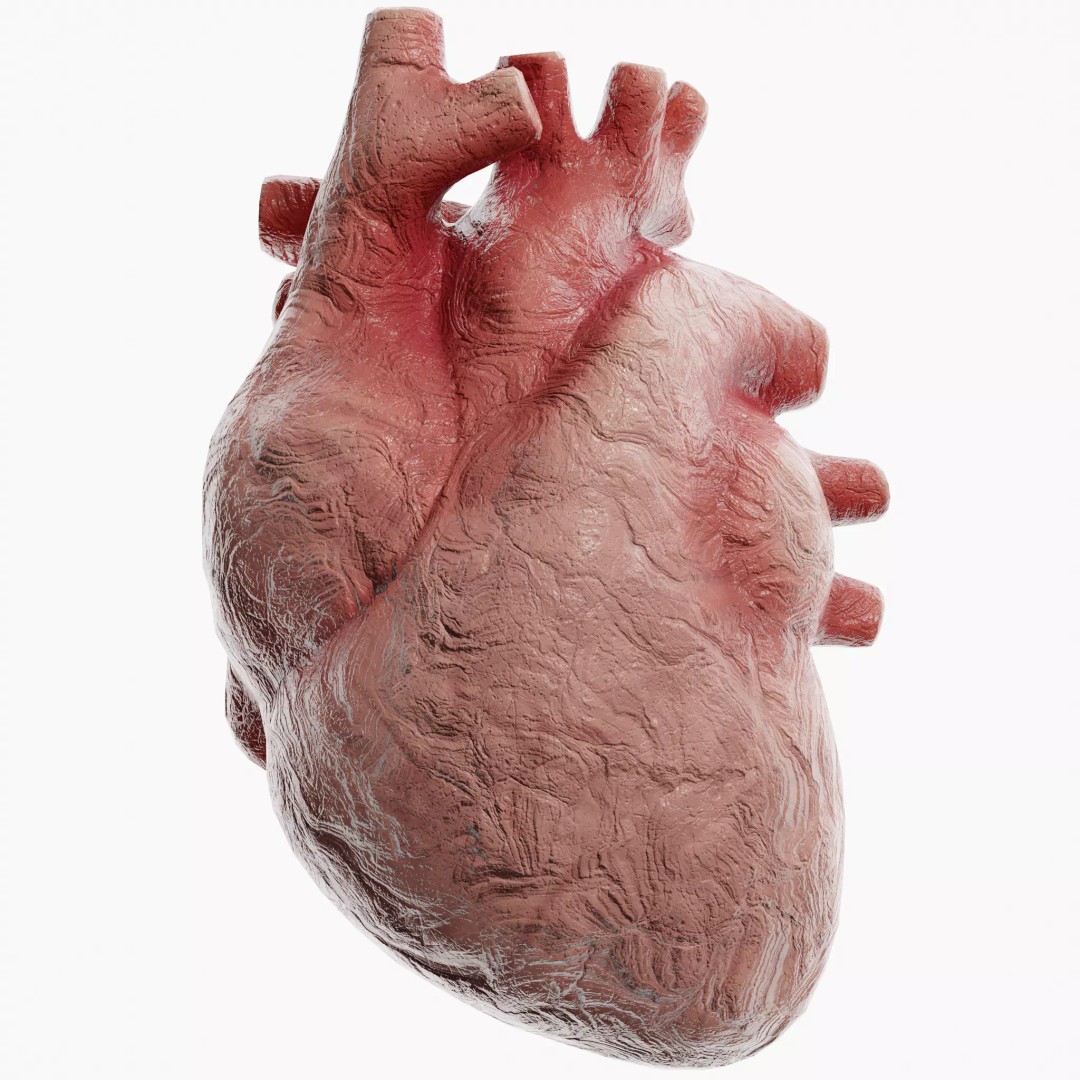 Clay Heart 3D Model – Low Poly Medical Anatomy Asset, FBX - View 2