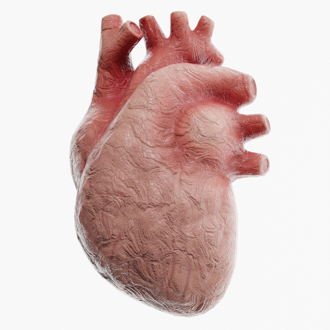 Clay Heart 3D Model – Low Poly Medical Anatomy Asset, FBX - View 3