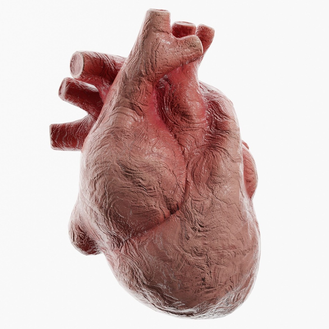 Clay Heart 3D Model – Low Poly Medical Anatomy Asset, FBX - View 4