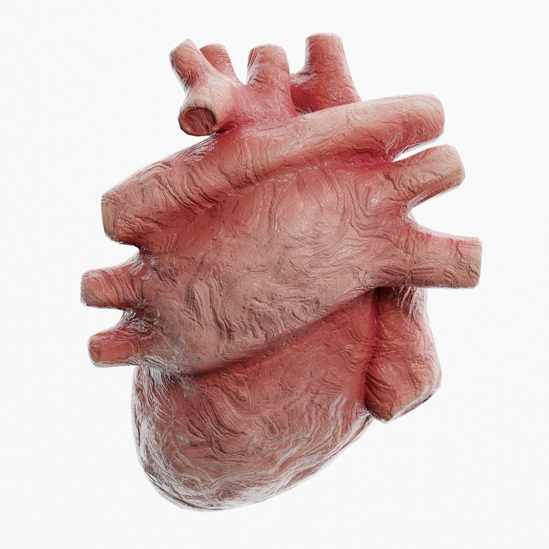 Clay Heart 3D Model – Low Poly Medical Anatomy Asset, FBX - View 5