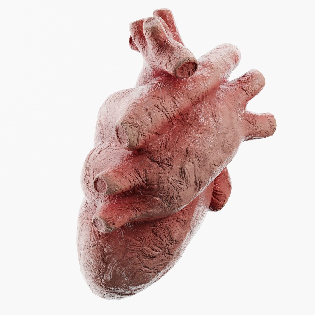 Clay Heart 3D Model – Low Poly Medical Anatomy Asset, FBX - View 6