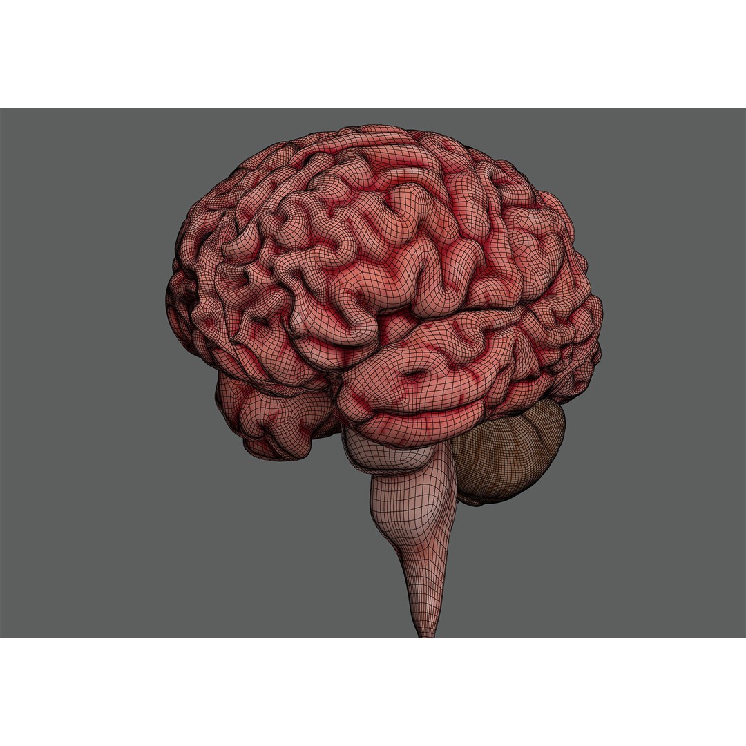 Human Brain Anatomy 3D Model – Realistic PBR Asset, FBX & OBJ Formats
