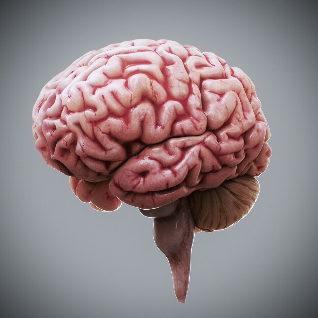 Human Brain Anatomy 3D Model – Realistic PBR Asset, FBX & OBJ Formats - View 10