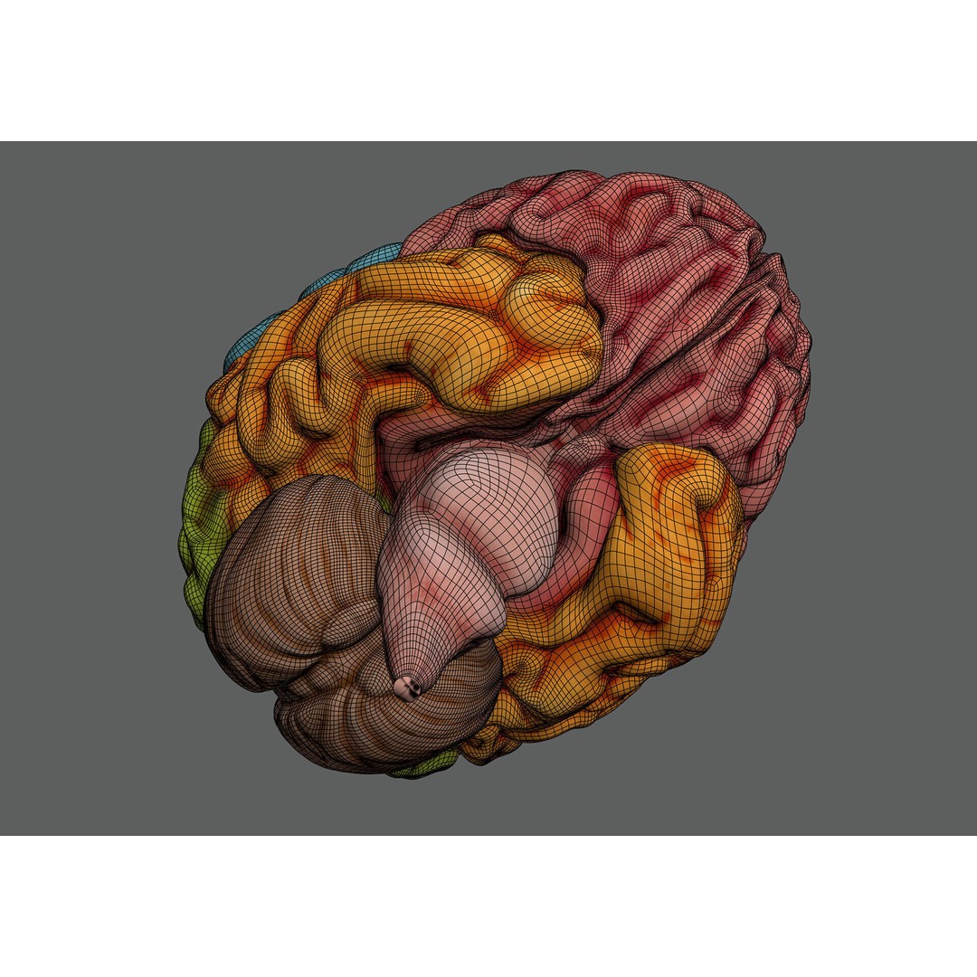 Human Brain Anatomy 3D Model – Realistic PBR Asset, FBX & OBJ Formats - View 11