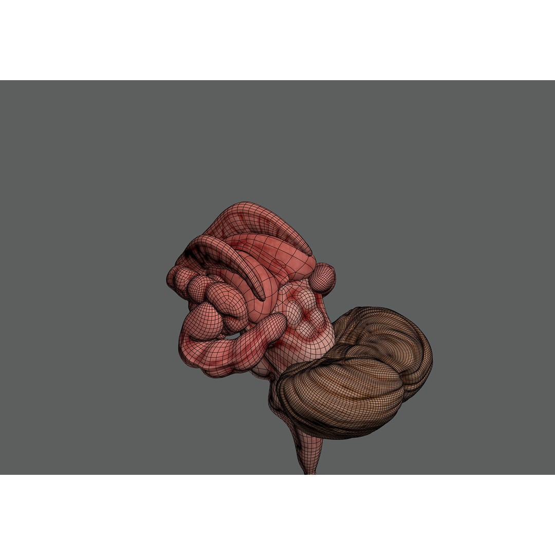 Human Brain Anatomy 3D Model – Realistic PBR Asset, FBX & OBJ Formats - View 12