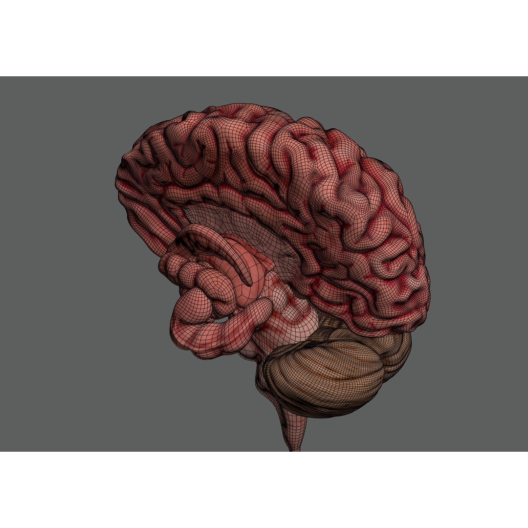 Human Brain Anatomy 3D Model – Realistic PBR Asset, FBX & OBJ Formats - View 13