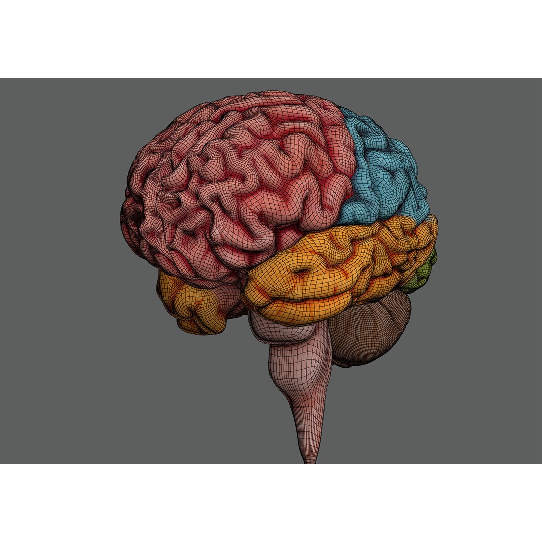 Human Brain Anatomy 3D Model – Realistic PBR Asset, FBX & OBJ Formats - View 14
