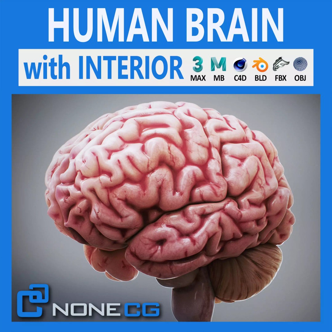 Human Brain Anatomy 3D Model – Realistic PBR Asset, FBX & OBJ Formats - View 2