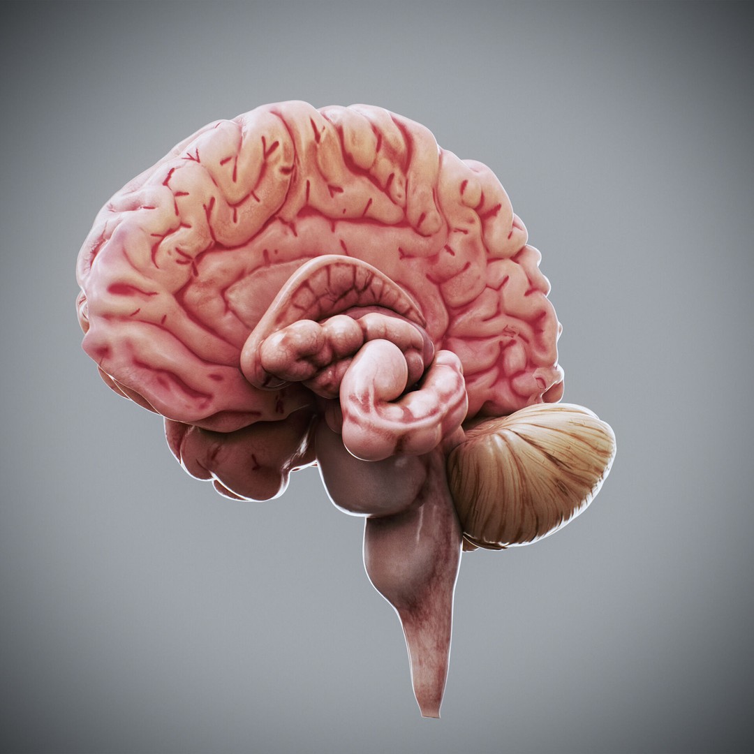 Human Brain Anatomy 3D Model – Realistic PBR Asset, FBX & OBJ Formats - View 3