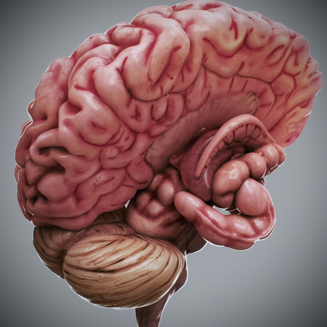 Human Brain Anatomy 3D Model – Realistic PBR Asset, FBX & OBJ Formats - View 4