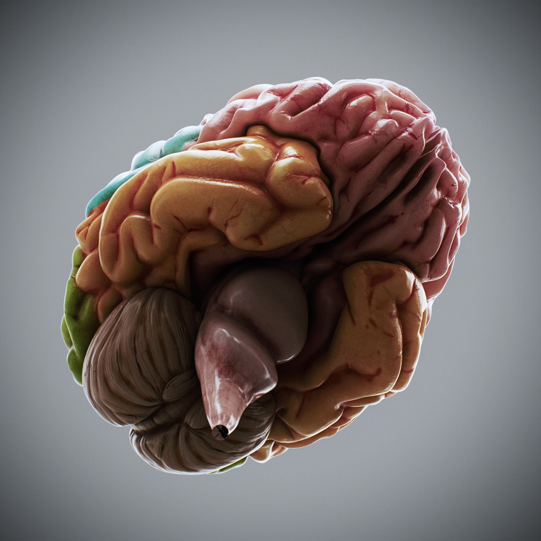 Human Brain Anatomy 3D Model – Realistic PBR Asset, FBX & OBJ Formats - View 6