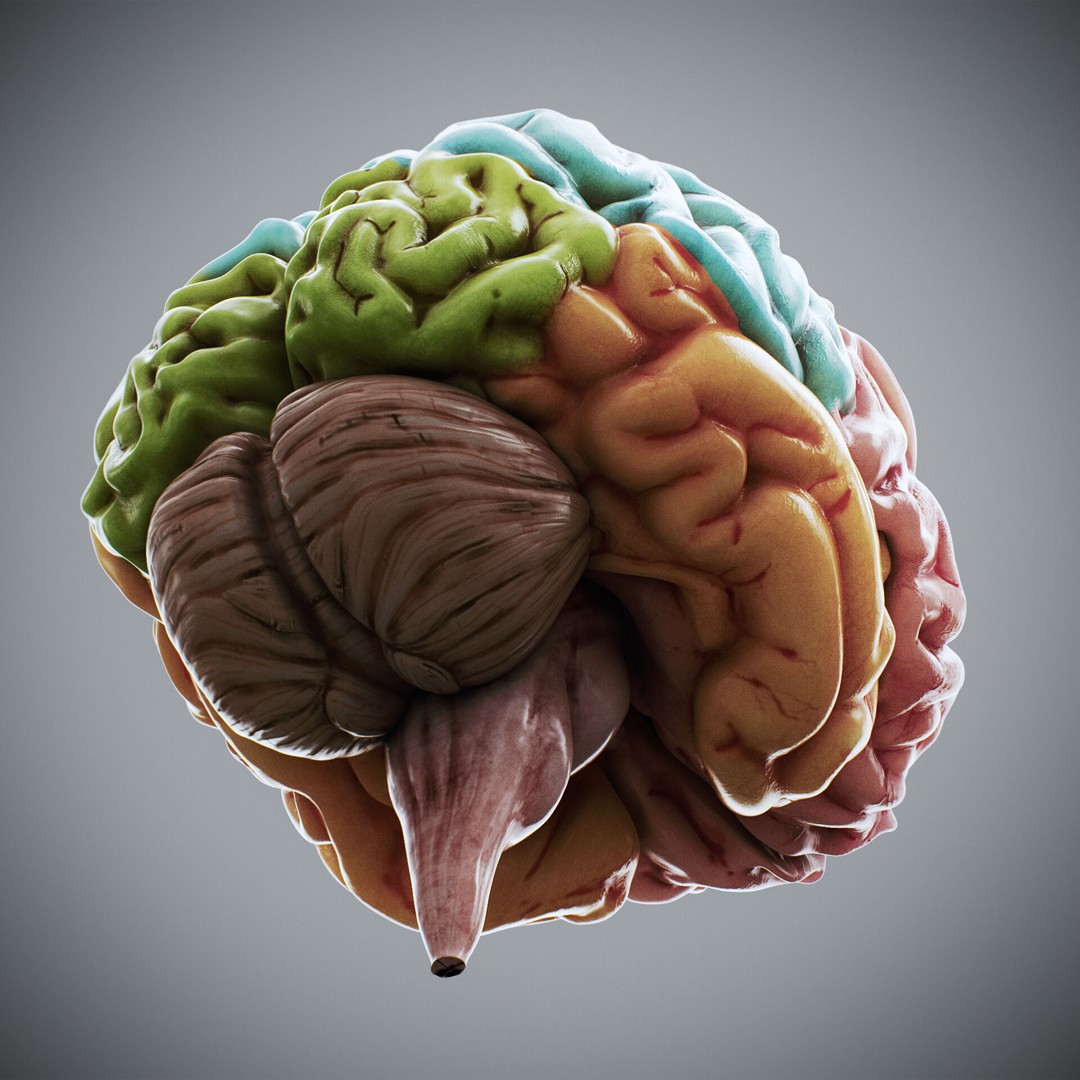 Human Brain Anatomy 3D Model – Realistic PBR Asset, FBX & OBJ Formats - View 7
