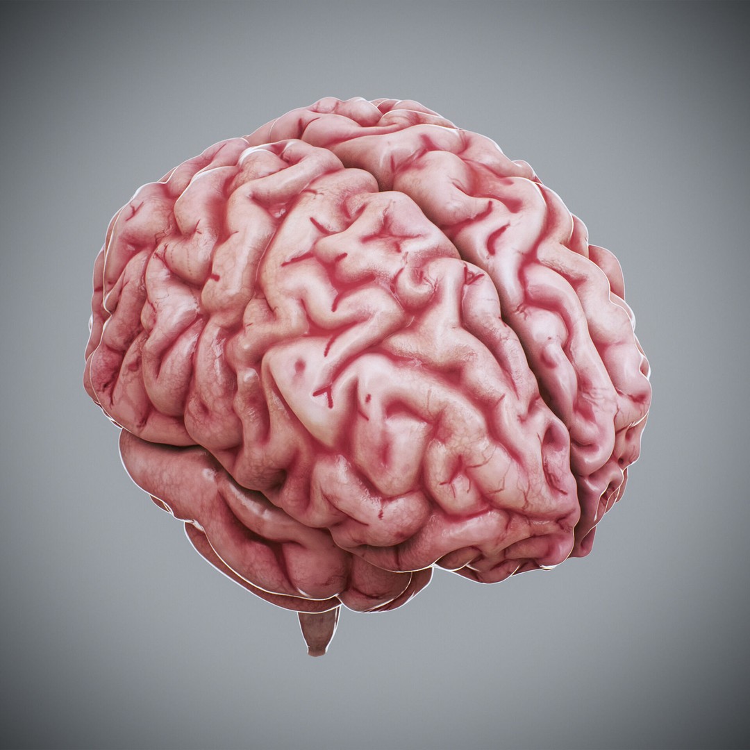 Human Brain Anatomy 3D Model – Realistic PBR Asset, FBX & OBJ Formats - View 8