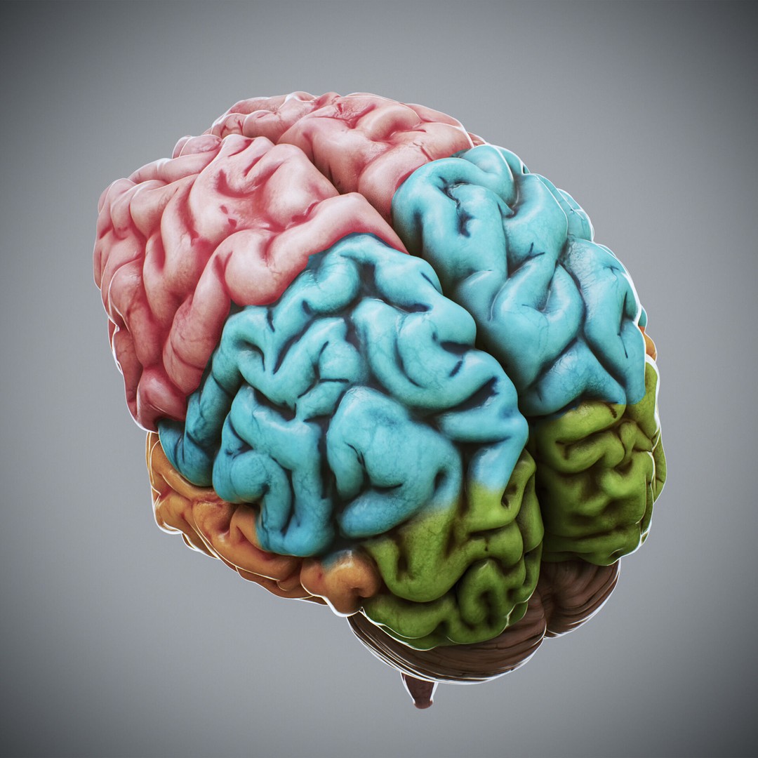 Human Brain Anatomy 3D Model – Realistic PBR Asset, FBX & OBJ Formats - View 9