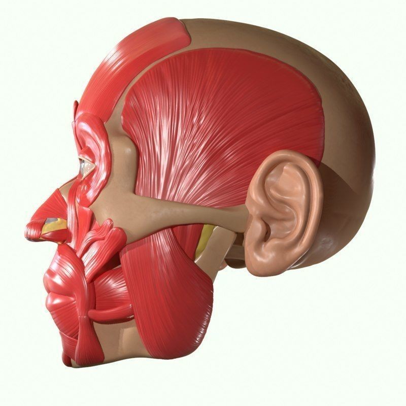 Full Head Muscle Anatomy 3D Model – Detailed Anatomical Reference, OBJ & STL - View 10