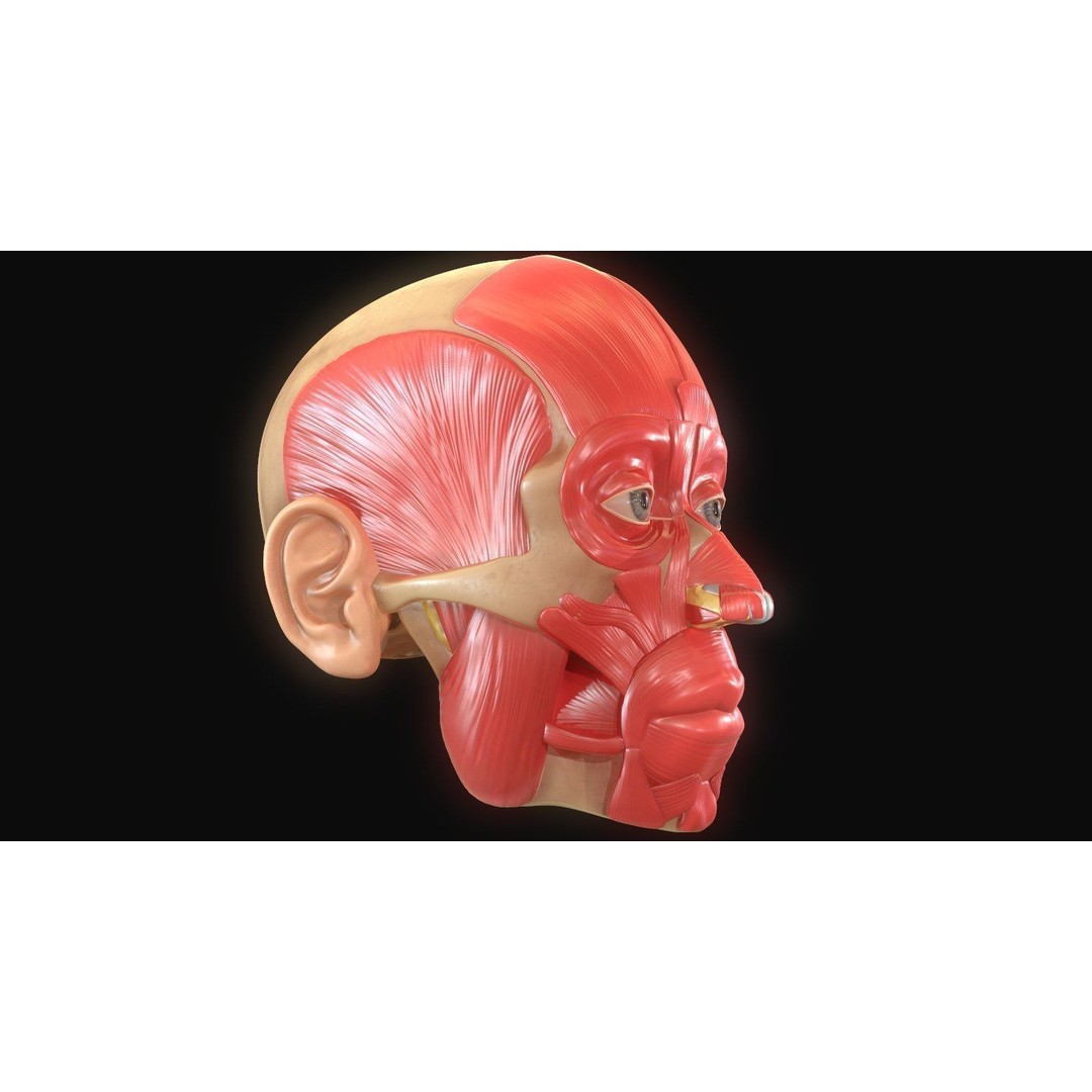 Full Head Muscle Anatomy 3D Model – Detailed Anatomical Reference, OBJ & STL - View 11