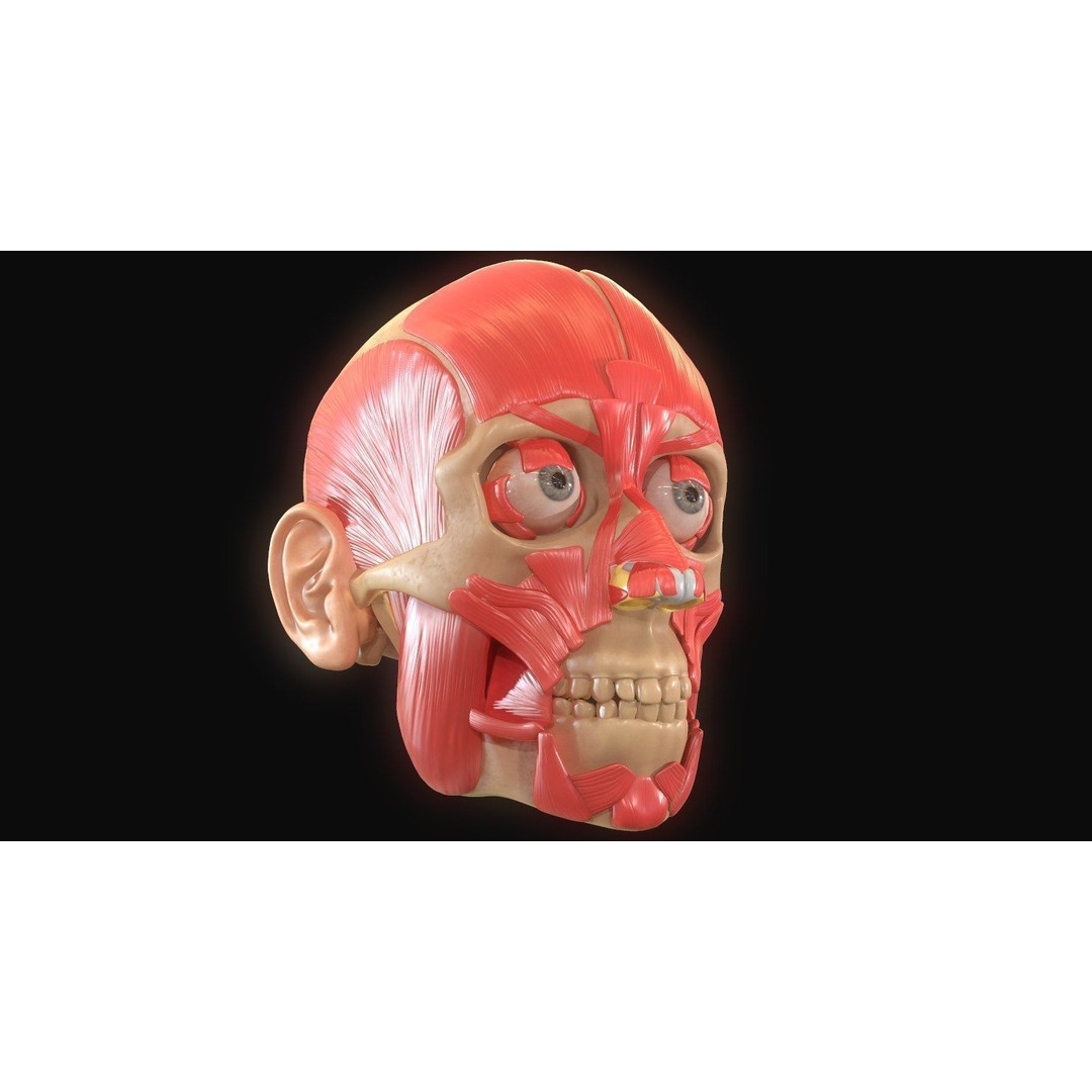 Full Head Muscle Anatomy 3D Model – Detailed Anatomical Reference, OBJ & STL - View 12