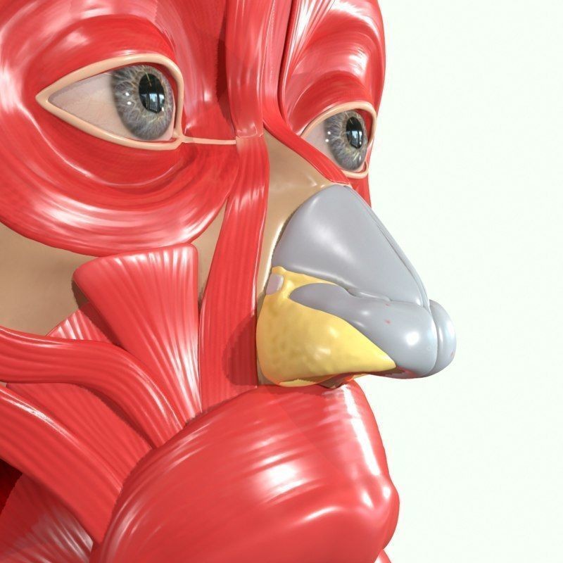 Full Head Muscle Anatomy 3D Model – Detailed Anatomical Reference, OBJ & STL - View 13