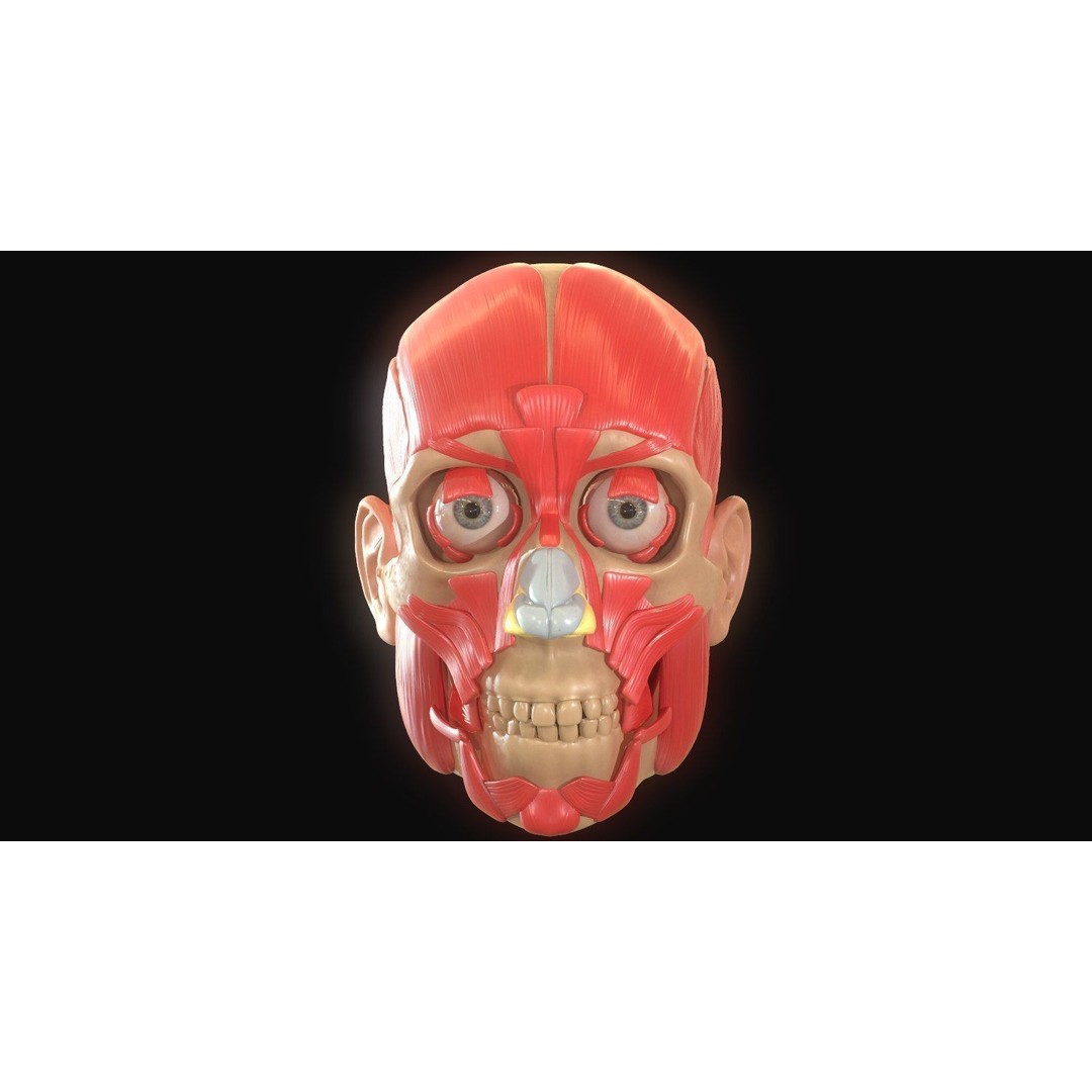 Full Head Muscle Anatomy 3D Model – Detailed Anatomical Reference, OBJ & STL - View 14