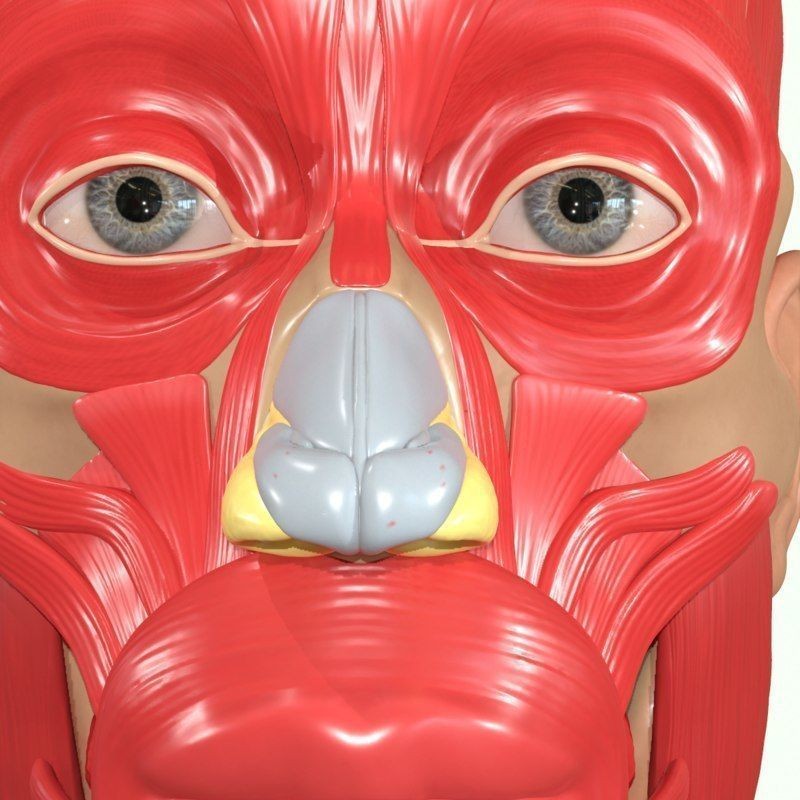 Full Head Muscle Anatomy 3D Model – Detailed Anatomical Reference, OBJ & STL - View 15