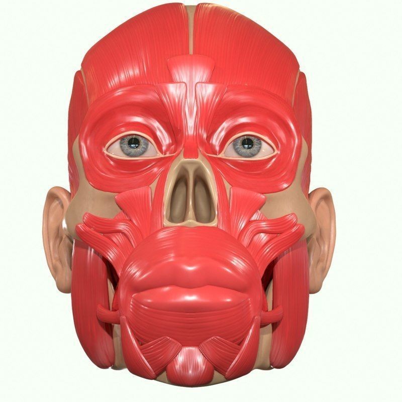Full Head Muscle Anatomy 3D Model – Detailed Anatomical Reference, OBJ & STL - View 16