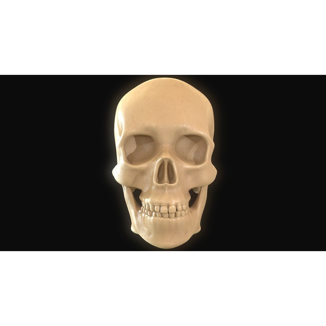 Full Head Muscle Anatomy 3D Model – Detailed Anatomical Reference, OBJ & STL - View 17