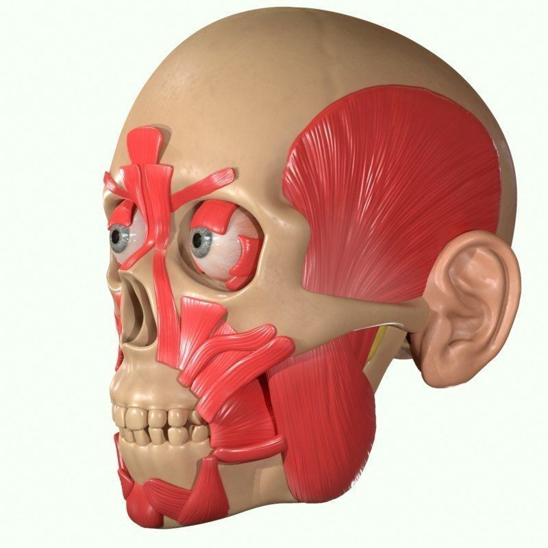 Full Head Muscle Anatomy 3D Model – Detailed Anatomical Reference, OBJ & STL - View 18