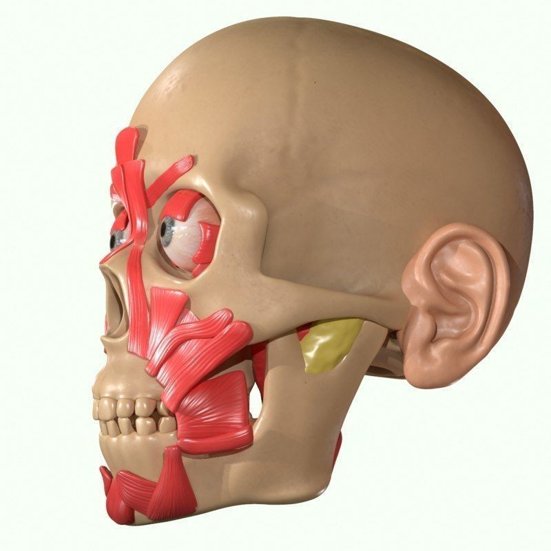 Full Head Muscle Anatomy 3D Model – Detailed Anatomical Reference, OBJ & STL - View 19
