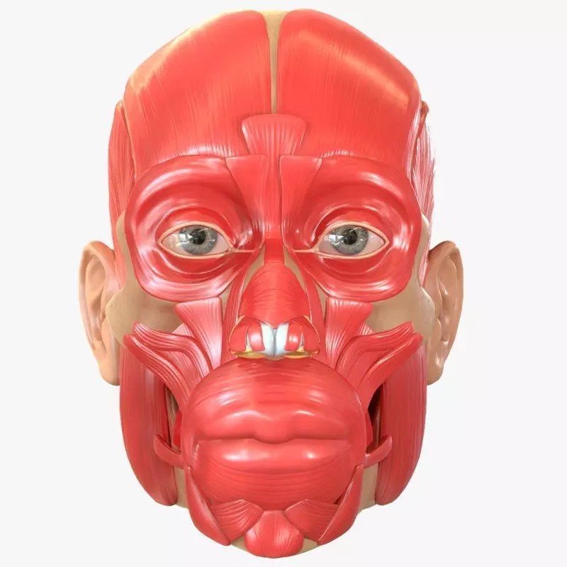 Full Head Muscle Anatomy 3D Model – Detailed Anatomical Reference, OBJ & STL - View 2