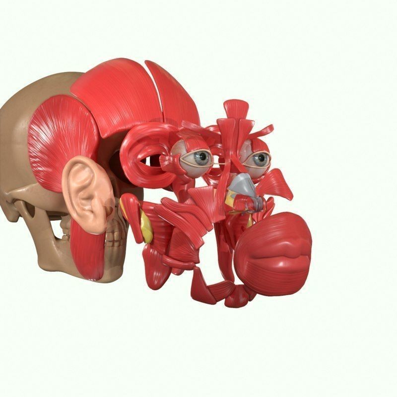 Full Head Muscle Anatomy 3D Model – Detailed Anatomical Reference, OBJ & STL - View 20