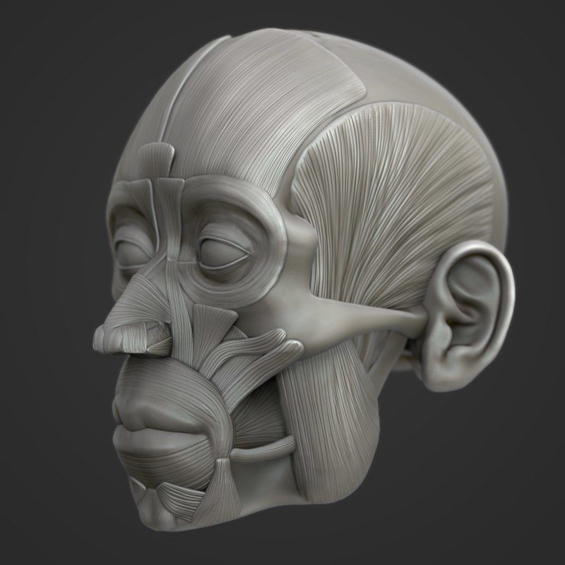 Full Head Muscle Anatomy 3D Model – Detailed Anatomical Reference, OBJ & STL - View 21