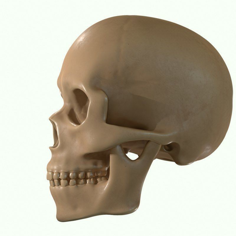 Full Head Muscle Anatomy 3D Model – Detailed Anatomical Reference, OBJ & STL - View 22