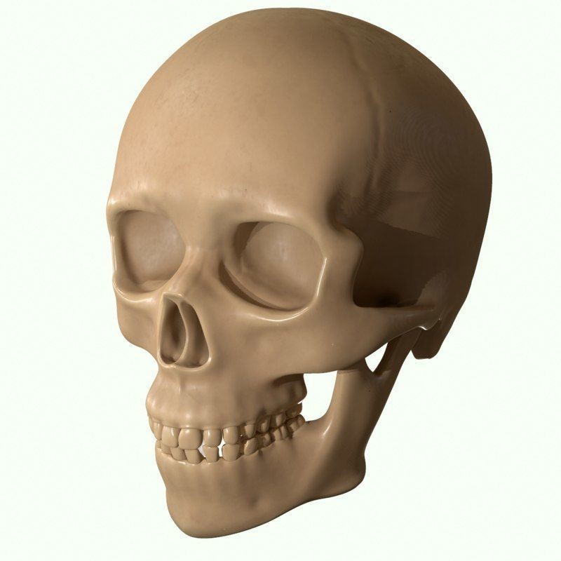 Full Head Muscle Anatomy 3D Model – Detailed Anatomical Reference, OBJ & STL - View 23