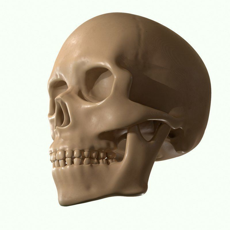 Full Head Muscle Anatomy 3D Model – Detailed Anatomical Reference, OBJ & STL - View 24