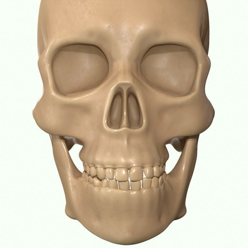 Full Head Muscle Anatomy 3D Model – Detailed Anatomical Reference, OBJ & STL - View 25
