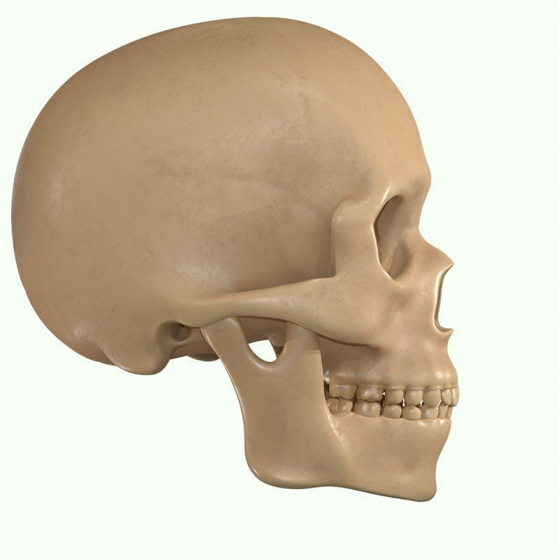 Full Head Muscle Anatomy 3D Model – Detailed Anatomical Reference, OBJ & STL - View 26
