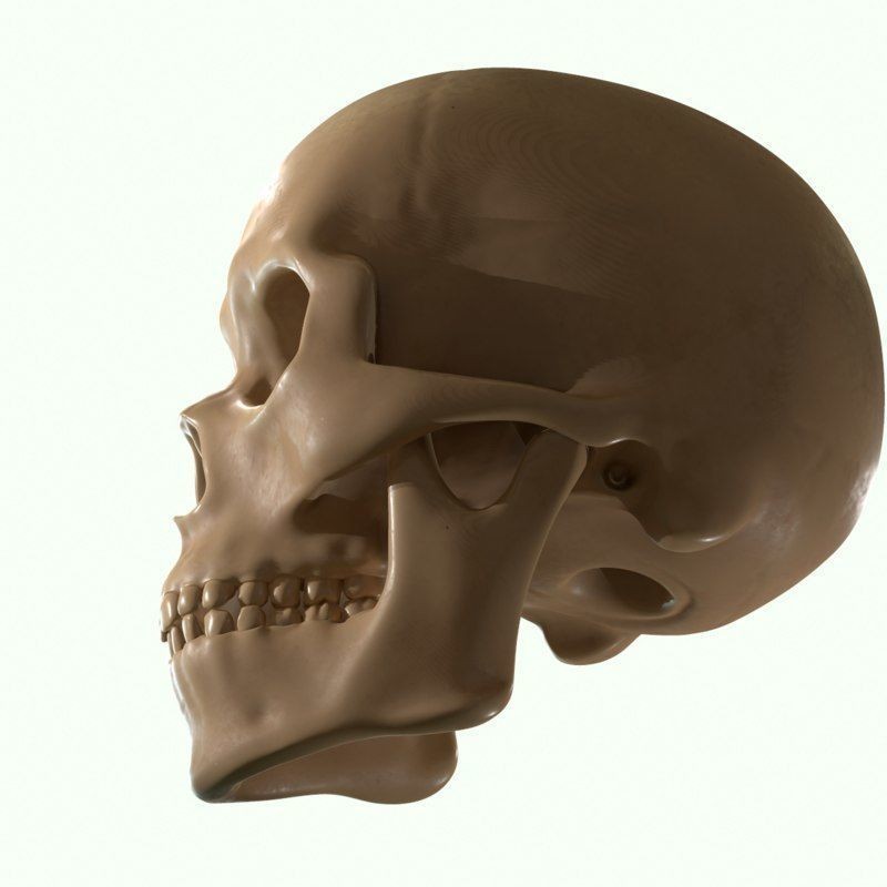 Full Head Muscle Anatomy 3D Model – Detailed Anatomical Reference, OBJ & STL - View 27