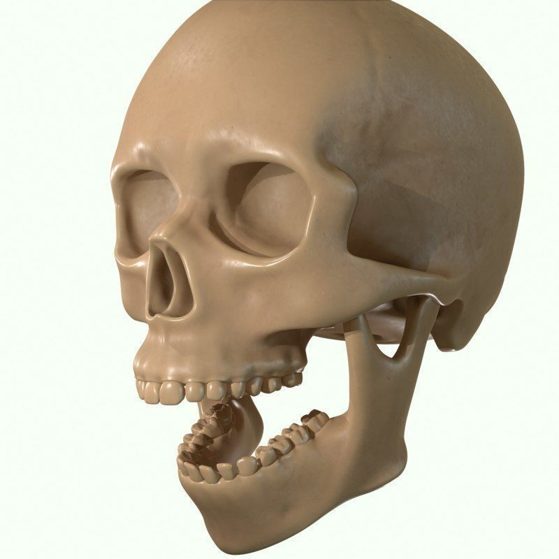 Full Head Muscle Anatomy 3D Model – Detailed Anatomical Reference, OBJ & STL - View 28