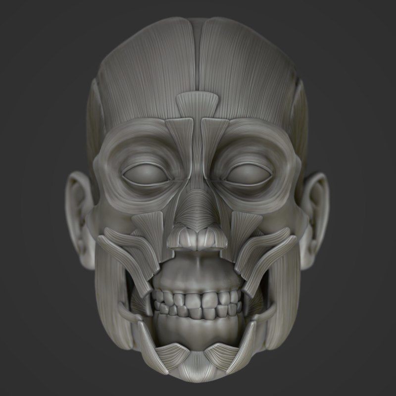 Full Head Muscle Anatomy 3D Model – Detailed Anatomical Reference, OBJ & STL - View 29