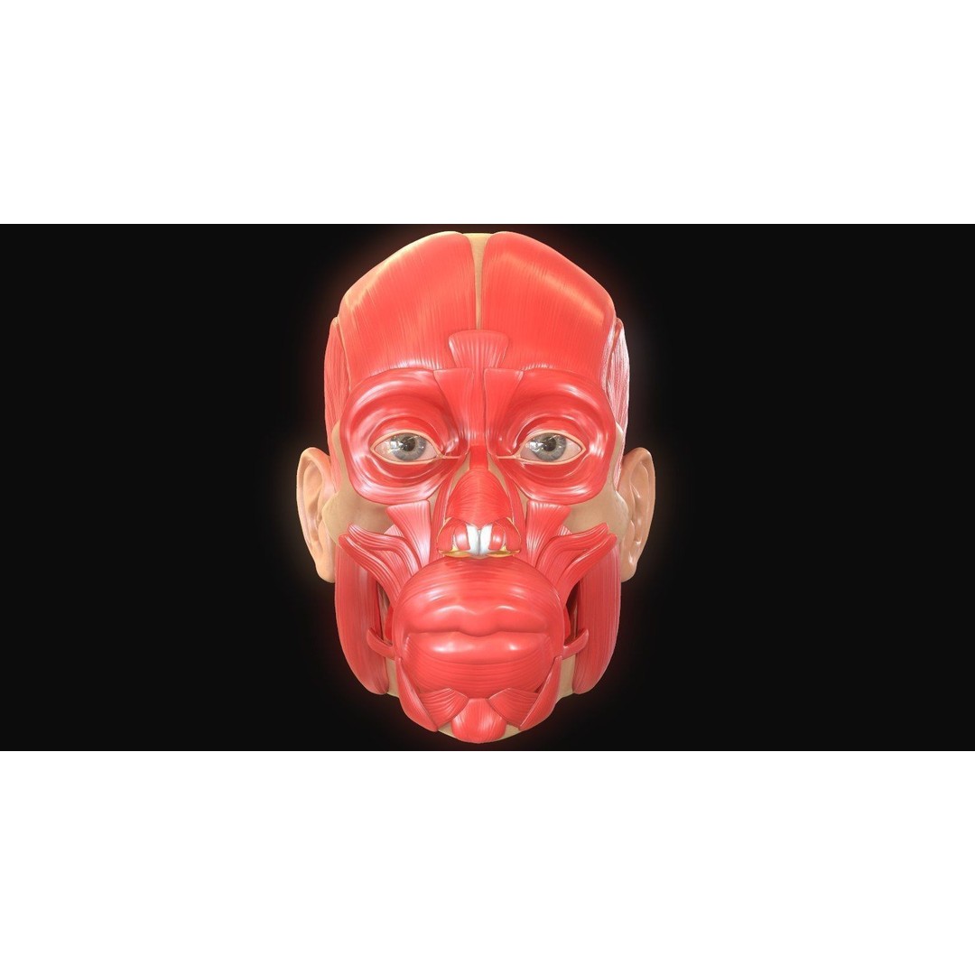 Full Head Muscle Anatomy 3D Model – Detailed Anatomical Reference, OBJ & STL - View 3