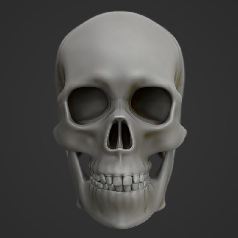 Full Head Muscle Anatomy 3D Model – Detailed Anatomical Reference, OBJ & STL - View 31