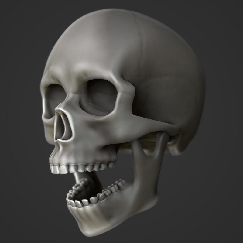Full Head Muscle Anatomy 3D Model – Detailed Anatomical Reference, OBJ & STL - View 34